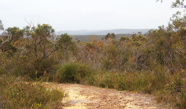 The start of Topham walking track is a wide, sandy fire trail with views across the park. Photo &copy; Natasha Webb