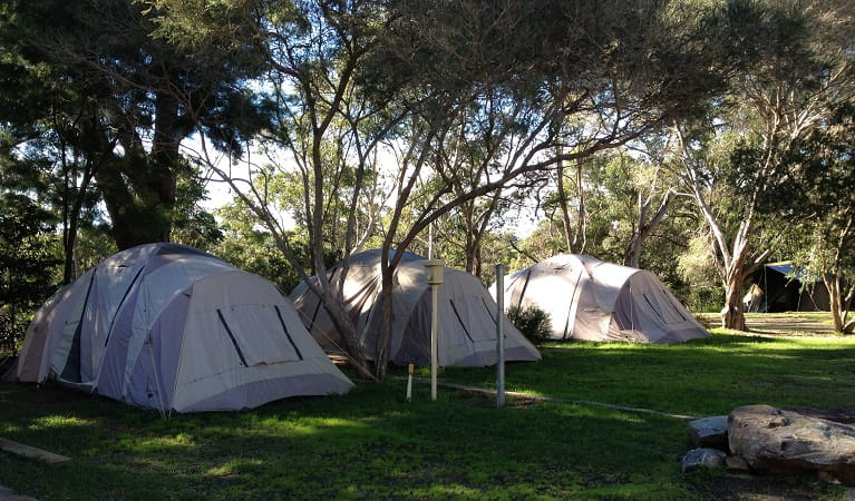 A row of tents in the shade at Lane Cove Holiday Park - caravan park. Photo: Claire Franklin