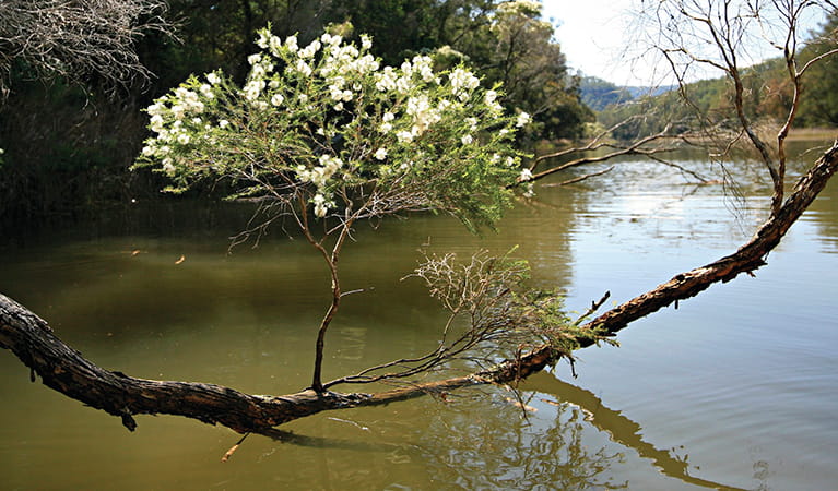 White flowers of the flax-leaved paperbark tree on an overhanging branch, Hawkesbury River.  Photo: Rosie Nicolai/DPIE.