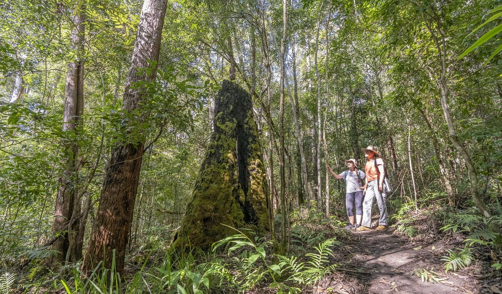 Two hikers stop to admire a hollow tree stump on Byrrill Creek walking track, Mebbin National Park. Photo: John Spencer &copy; DPE