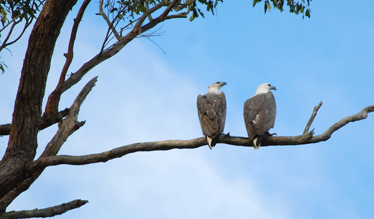 Sea eagles, Meroo National Park. Photo: Michael Jarman