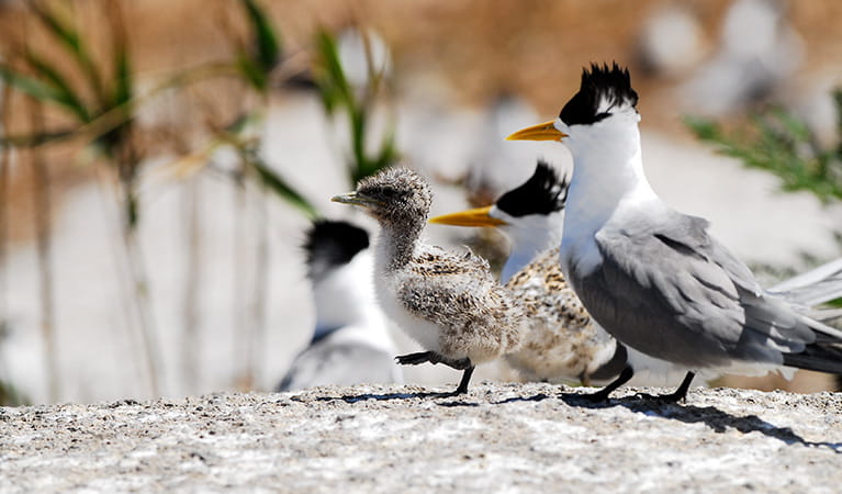 A crested tern chick walks on a rock in front of its parent, Barunguba Montague Island Nature Reserve. Photo: Stuart Cohen/OEH