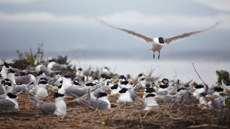 Crested terns, Montague Island Nature Reserve. Photo: Mike Rossi