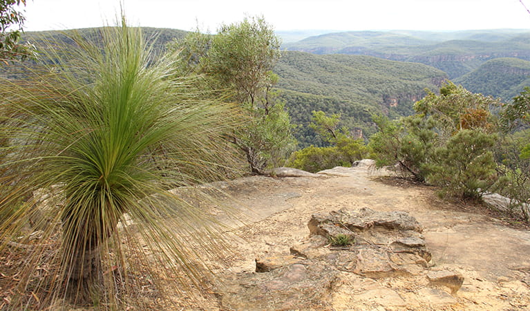 Wilderness beyond Bonnie View lookout, with a grass tree and rock ledge in the foreground. Photo: John Yurasek &copy; DPIE.
