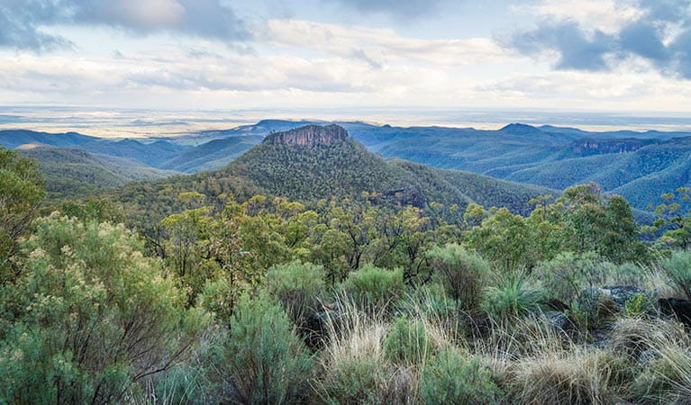 View of the Warrumbungles from Doug Sky lookout in Mount Kaputar National Park. Photo: Simone Cottrell/OEH