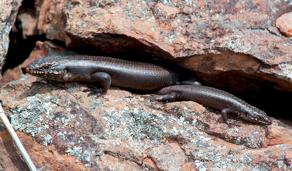 View of 2 Mount Kaputar rock skink emerging from a crevice. Photo &copy; Thomas Parkin