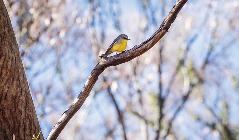 Eastern yellow robin perched on branch in Mount Kaputar National Park. Photo: Simone Cottrell/OEH