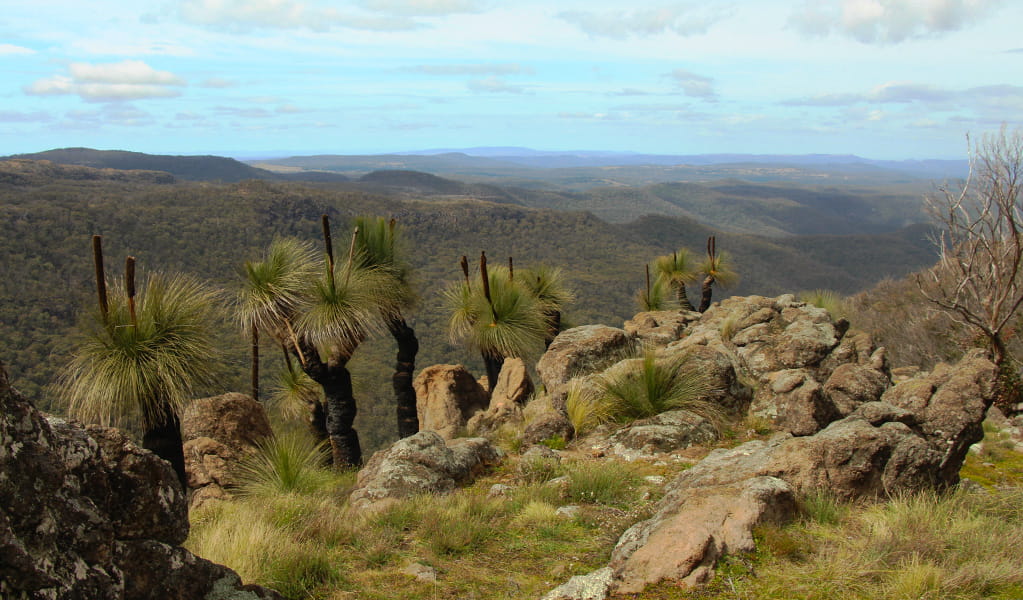 View past large grass trees and rocky outcrops to valleys and distant ranges. Photo &copy; Jessica Stokes