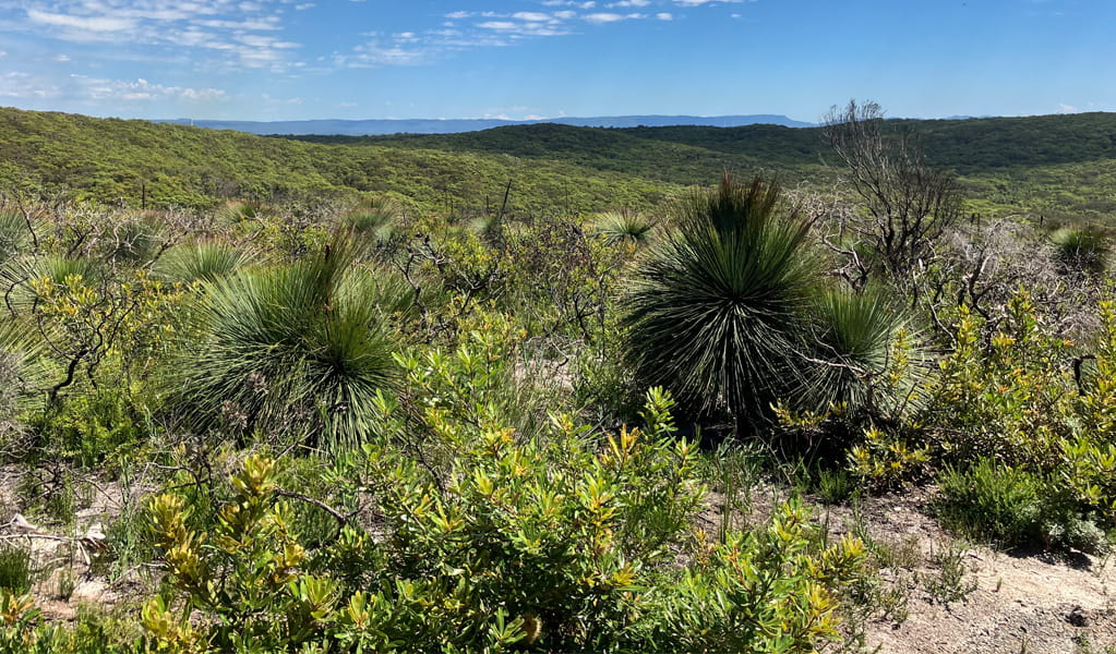 View across heathland to a distant mountain range from the Grass tree track, Munmorah State Conservation Area. Photo: Stacy Wilson, &copy; DCCEEW