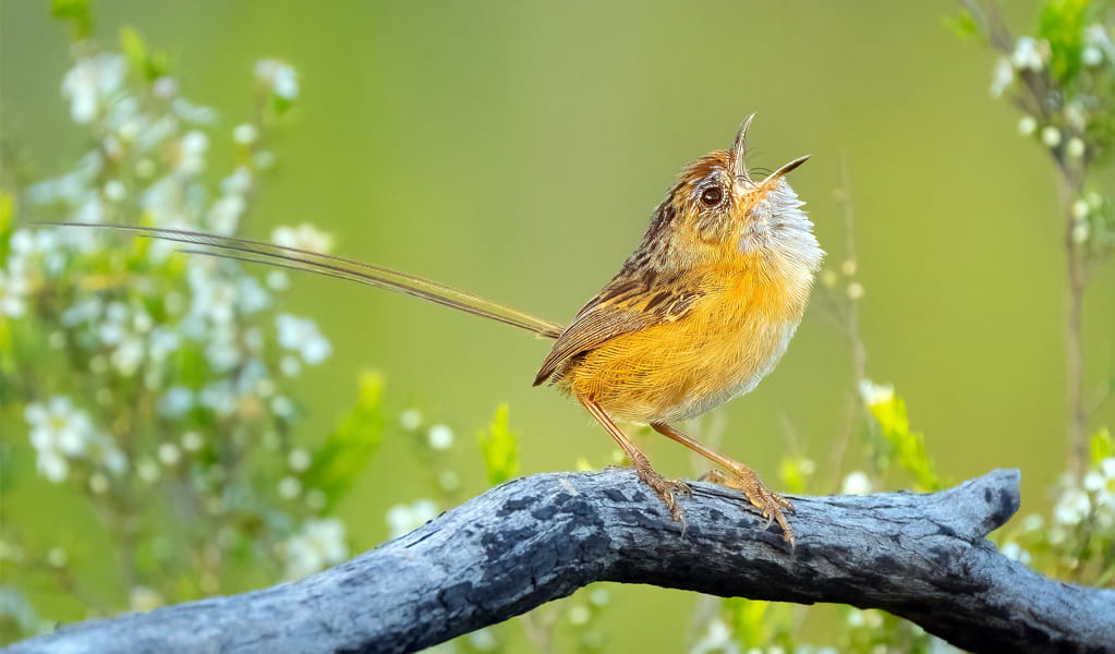 Southern emu wren singing on a tree branch. You can find southern emu wrens on the Grass tree track in Munmorah State Conservation Area. Photo: Rob Smith, &copy; DCCEEW