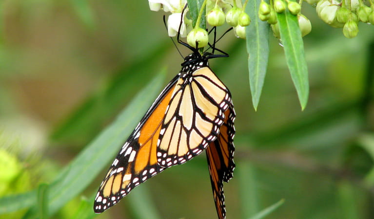 Monarch butterfly at Muogamarra Nature Reserve. Photo: Tegan Burton