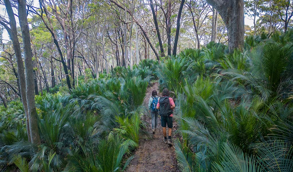 2 bushwalkers walking through forest on the Murramarang South Coast Walk. Credit: John Spencer &copy; DPE