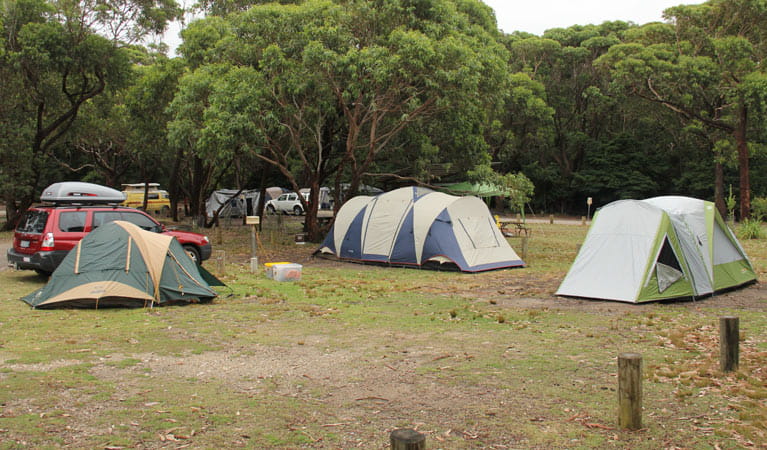 Tents at Pretty Beach campground, Murramarang National Park. Photo: John Yurasek &copy; OEH