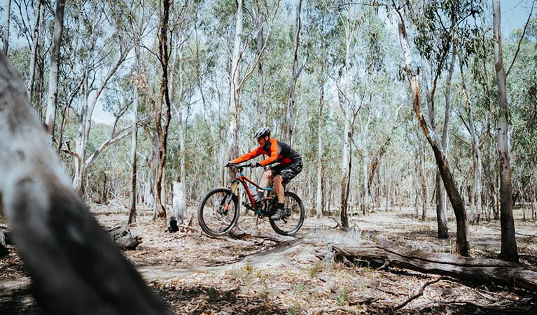 A bike rider cycles over a tree brand along Deniliquin mountain bike trails, Murray Valley Regional Park. Photo: Ain Raadik/Edward River Council