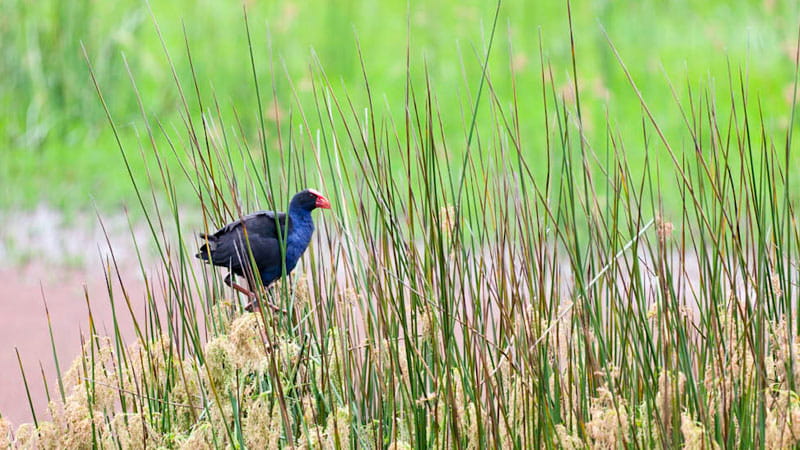 Bird in reeds. Photo: David Finnegan &copy; DPIE