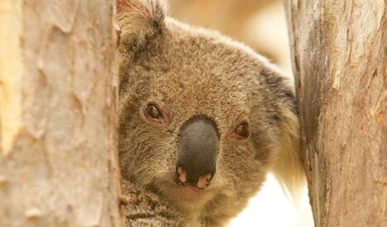 Koala in Koala picnic area, Murrumbidgee Valley Nature Reserve. Photo: DCCEEW