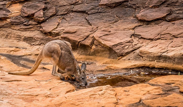 A common wallaroo drinks from a waterole on Rock Holes Loop Walking Track in Mutawintji National Park. John Spencer/DPIE