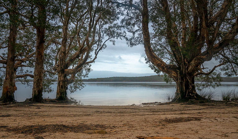 Two Mile Lake foreshore with large trees, and distant shore in the background. Photo: John Spencer &copy; DPIE
