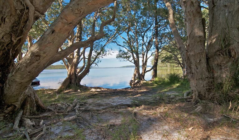 Neranie campground clearing, Myall Lakes National Park. Photo: John Spencer/DPIE