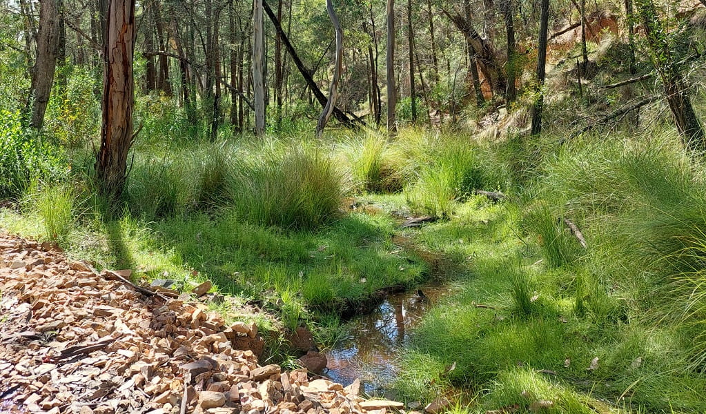 The grassy bank of a stream on Nangar horse riding trails. Credit: Jen Dodson/DCCEEW