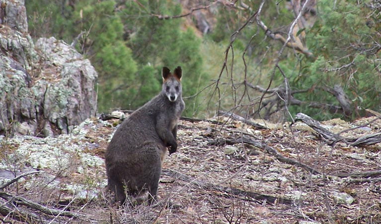 Nangar National Park, red necked wallaby. Photo: Geoff Fox/NSW Government