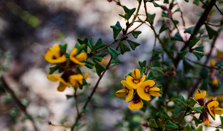 Wildflowers, Nattai National Park. Photo: John Spencer &copy; DPIE