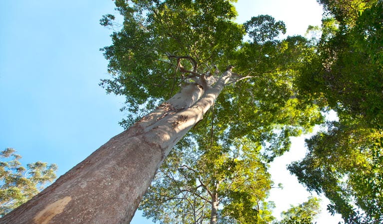 Red cedar tree, Ngambaa Nature Reserve. Photo: Rob Cleary &copy; OEH