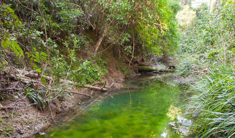 Stockyard Creek and surrounding forrest, Ngambaa Nature Reserve. Photo: Robert Cleary &copy; DPIE