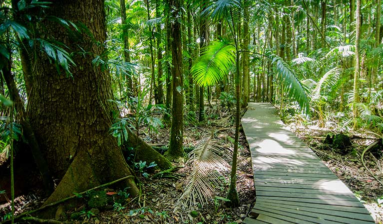 Boardwalk to Minyon Falls lookout passing through lush, shaded rainforest. Photo: John Spencer &copy; DPIE