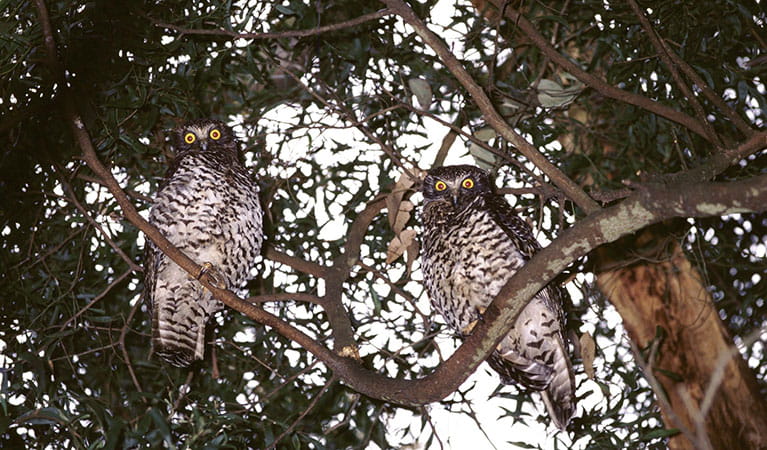 2 powerful owls in a tree. Photo: Ken Stepnell &copy; DPIE