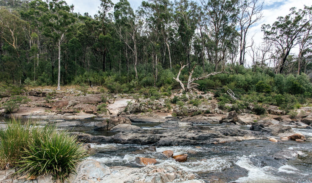 The Junction campground and Nymboida River in Nymboi-Binderay National Park. Photo: Jay Black, &copy; DCCEEW.