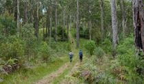 Green Gully track, Oxley Wild Rivers National Park. Photo &copy; Piers Thomas
