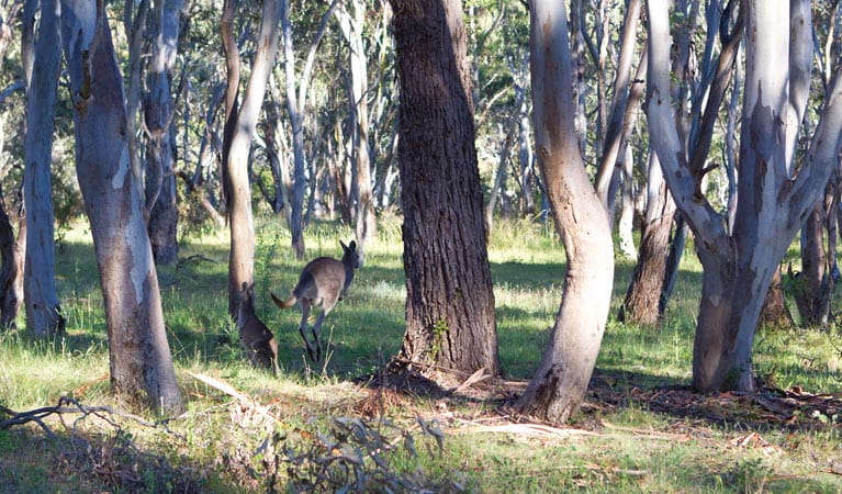Kangaroo hopping through the trees. Photo: Rob Cleary/DPIE