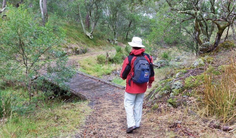 A man walking along Wollomombi walking track in Oxley Wild Rivers National Park. Photo: Rob Cleary