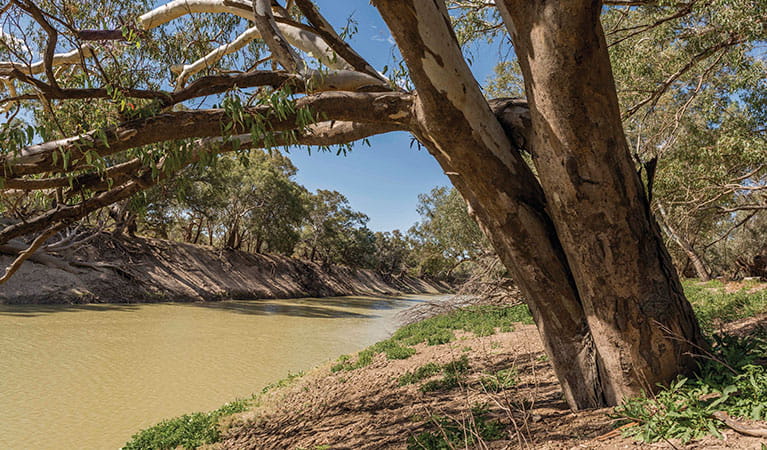 The Darling River at Coach and Horses campground. Photo: John Spencer &copy; DPIE