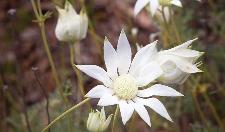 Flannel flowers in Pilliga National Park. Photo &copy; Robert Cleary