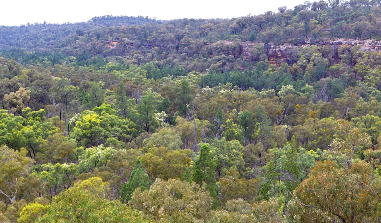 Scrub of Timmallallie National Park. Photo &copy; Rob Cleary