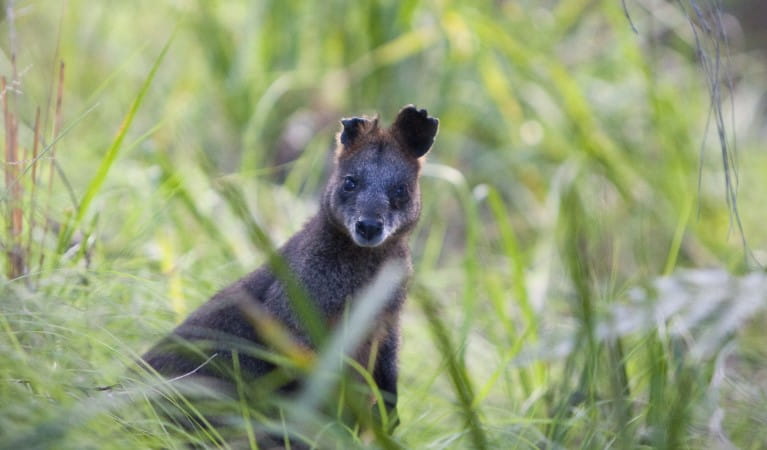 A swamp wallaby among tall grass along Palm Jungle loop track in Royal National Park. Photo: Nick Cubbin &copy; OEH