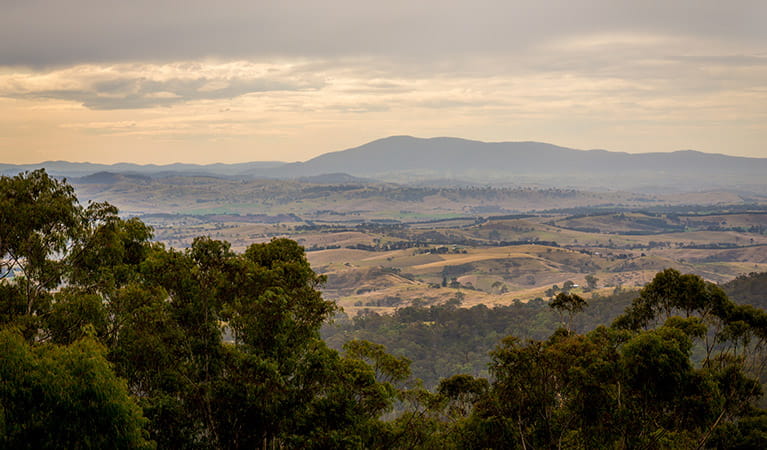 Myrtle Mountain lookout, South East Forest National Park. Photo credit: John Spencer &copy; DPIE