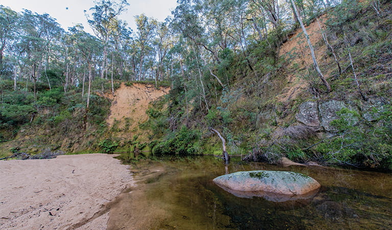 Swimming spot with a large boulder in Tantawangalo creek against a forest backdrop. Photo: John Spencer/OEH