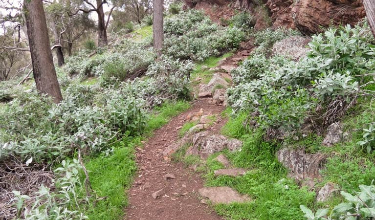 Yerong walking track, The Rock Nature Reserve - Kengal Aboriginal Place. Photo: A Lavender
