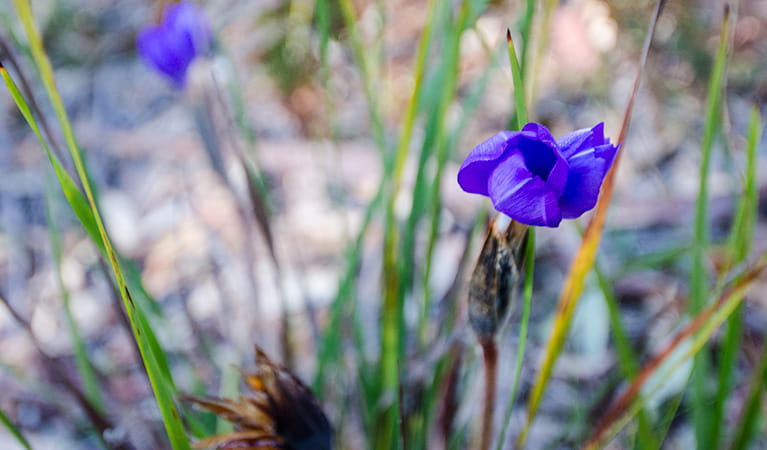 Thirlmere Lakes wildflower, Thirlmere Lakes National Park. Photo: John Spencer/OEH