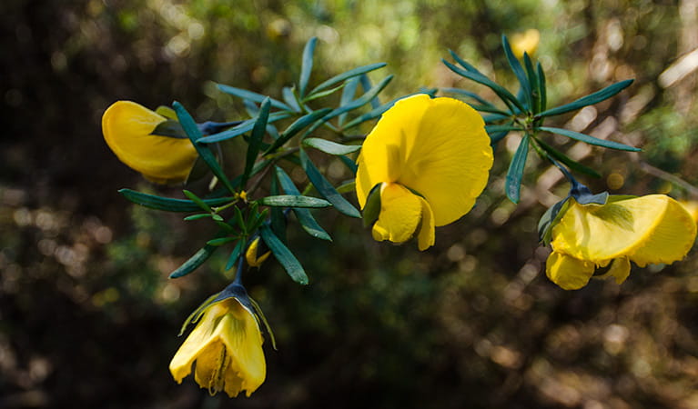 Thirlmere Lakes track yellow wildflowers, Thirlmere Lakes National Park. Photo: John Spencer &copy; OEH