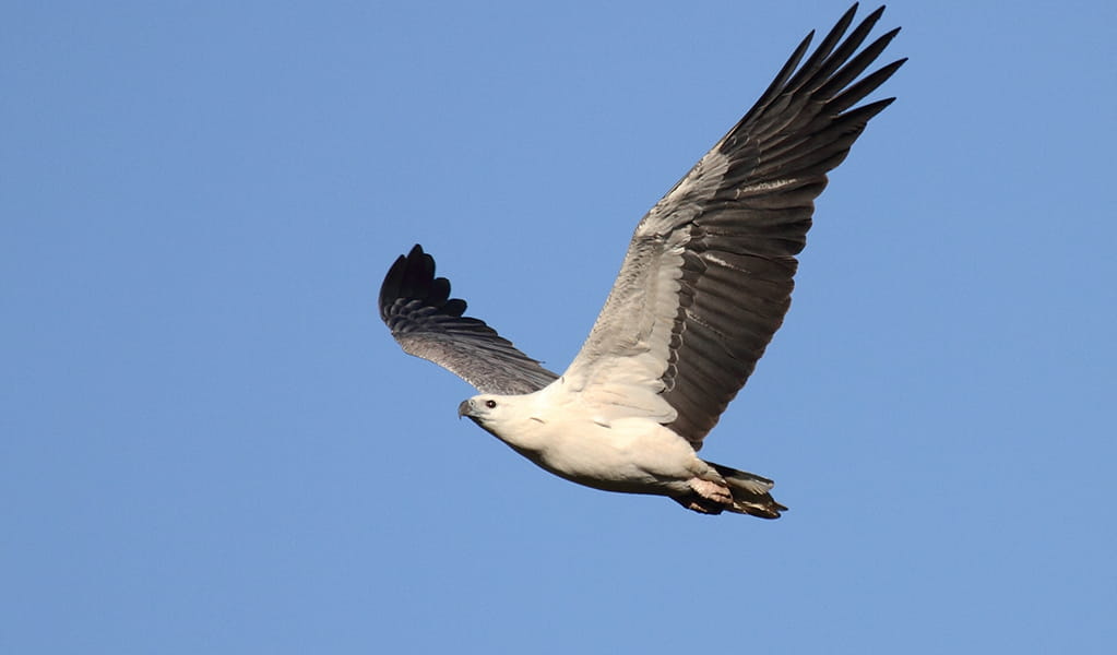 Sea eagle in flight with the distinctive white underbelly and dark grey wings. Credit: Kim Pryor &copy; Kim Pryor