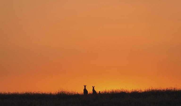 Photo of kangaroo family at sunset, Toorale National Park. Photo: Terry Cooke/OEH 