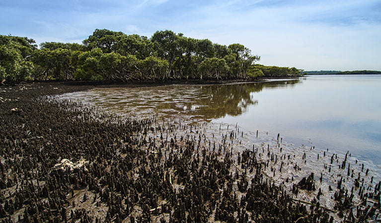 Mangroves, Towra Point Nature Reserve. Photo: John Spencer/NSW Government