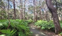 A sunny path lined by trees and ferns, Walk on Water walking track, Tweed Heads Historic Site. Photo: Clare Manning &copy; DPE