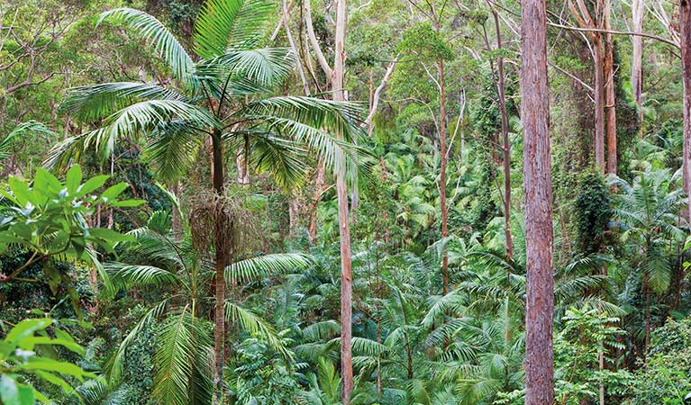 Palm-lined rainforest, Ulidarra National Park. Photo: Robert Cleary &copy; DPIE