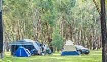 Tents at Camp Blackman in Warrumbungle National Park. Photo: Simone Cottrell/RBG