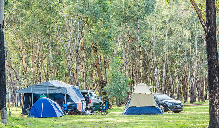 Tents at Camp Blackman in Warrumbungle National Park. Photo: Simone Cottrell/RBG